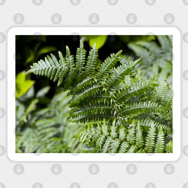 Ferns in Spring Sticker by Nicholas Lee